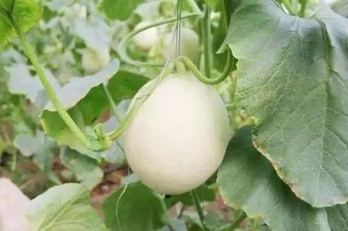 仙桃网红吃瓜事件